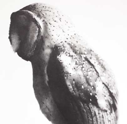 SteveWallerOwl1 405x396