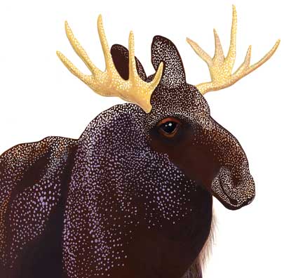 RachelStone PrairieElk 405x396