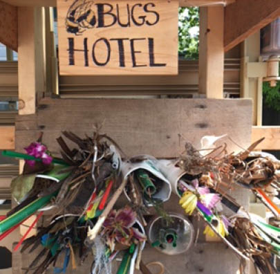 NRCG Web Images Carolyn Cardinet Bugs Workshop Web405x396