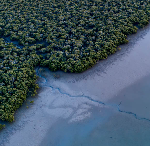 CitizenScience LoosingAnIsland 405x396