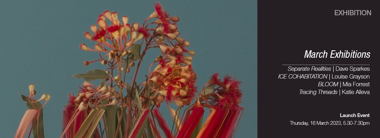 Mia Forrest, Red Flowering Gum, 2022