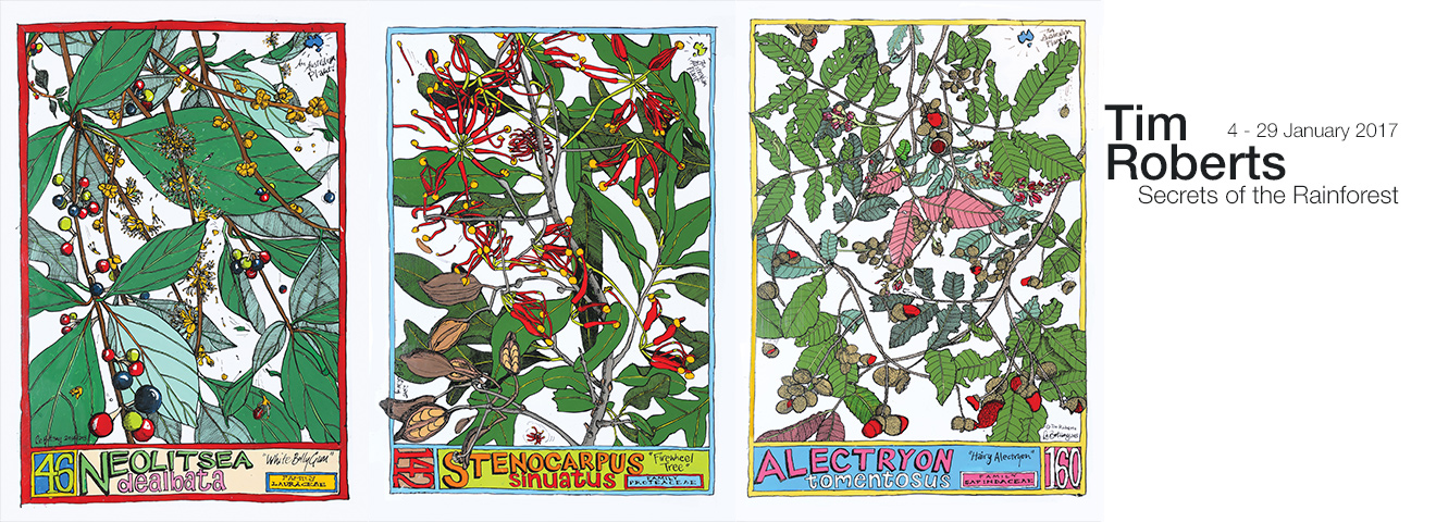 Tim Robert |  (left) Neolitsea dealbata, (middle) Stenocarpus sinuatus, (right) Alectryon tomentosus